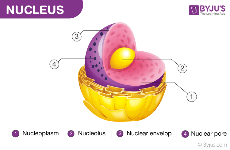 Cell Organelles Types Structure And Their Functions