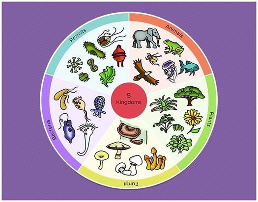 5 Kingdoms Of Living Things Chart