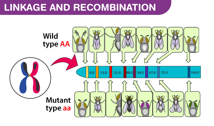 Molecular Genetics Chapter 7: Linkage and Chromosome Mapping in