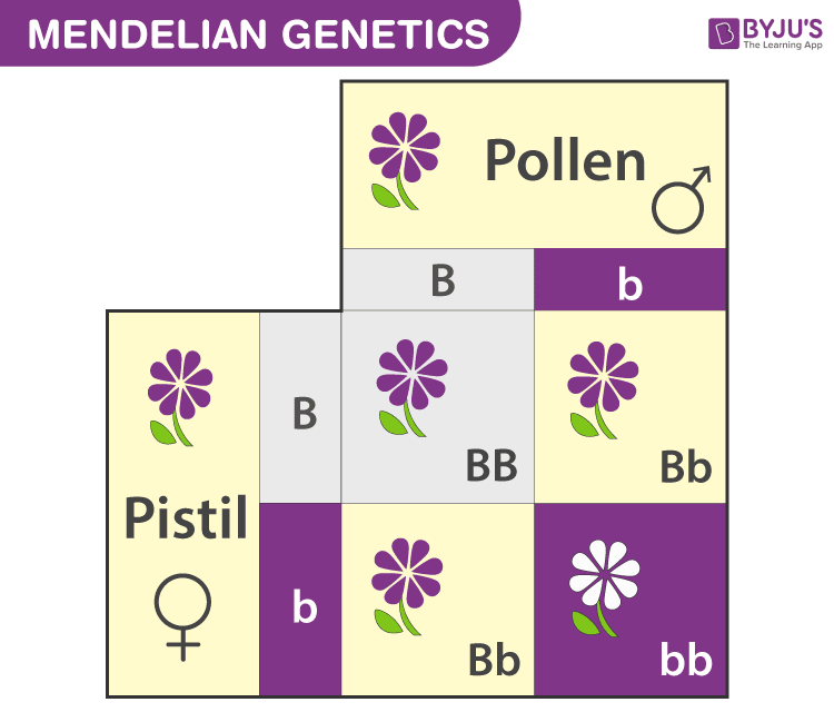 Mendelian Genetics Explore Mendel's Laws Of Inheritance