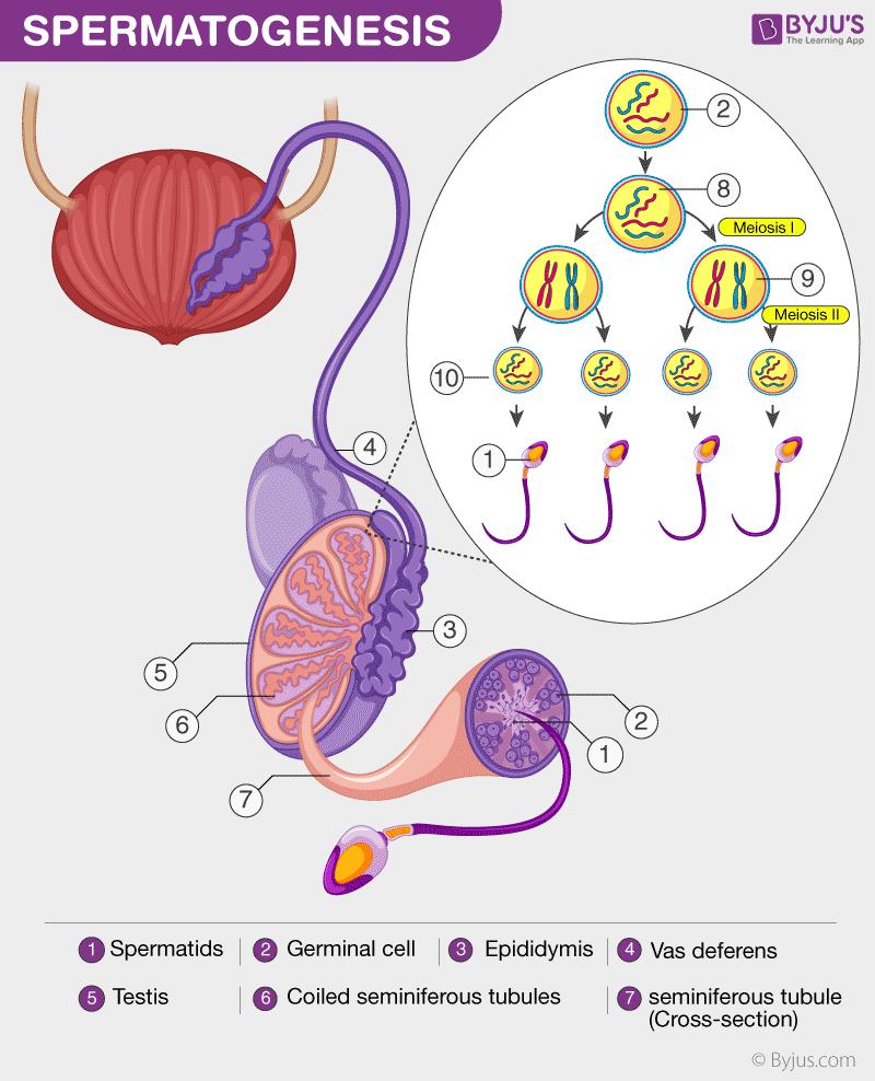 Flow Chart Of Spermatogenesis