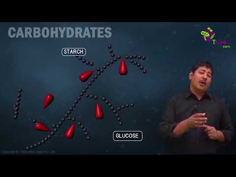 carbohydrates examples biology types classification