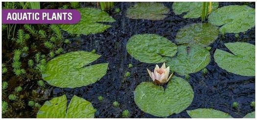 Some plants partially emerge from the surface of the water for efficient photosynthesis Some plants partially emerge from the surface of the water for efficient photosynthesis