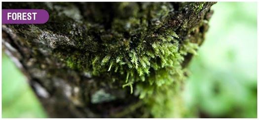 Some plants climb the branches of trees to get sunlight Some plants climb the branches of trees to get sunlight