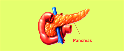 Pancreas