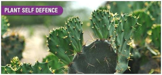 Some plants evolved spines and thorns, other evolved nasty chemicals that poison or leave a bad taste in the mouth. Some plants evolved spines and thorns, other evolved nasty chemicals that poison or leave a bad taste in the mouth.
