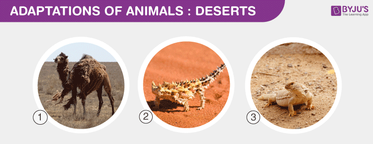 Adaptations of Animals To Hot Deserts