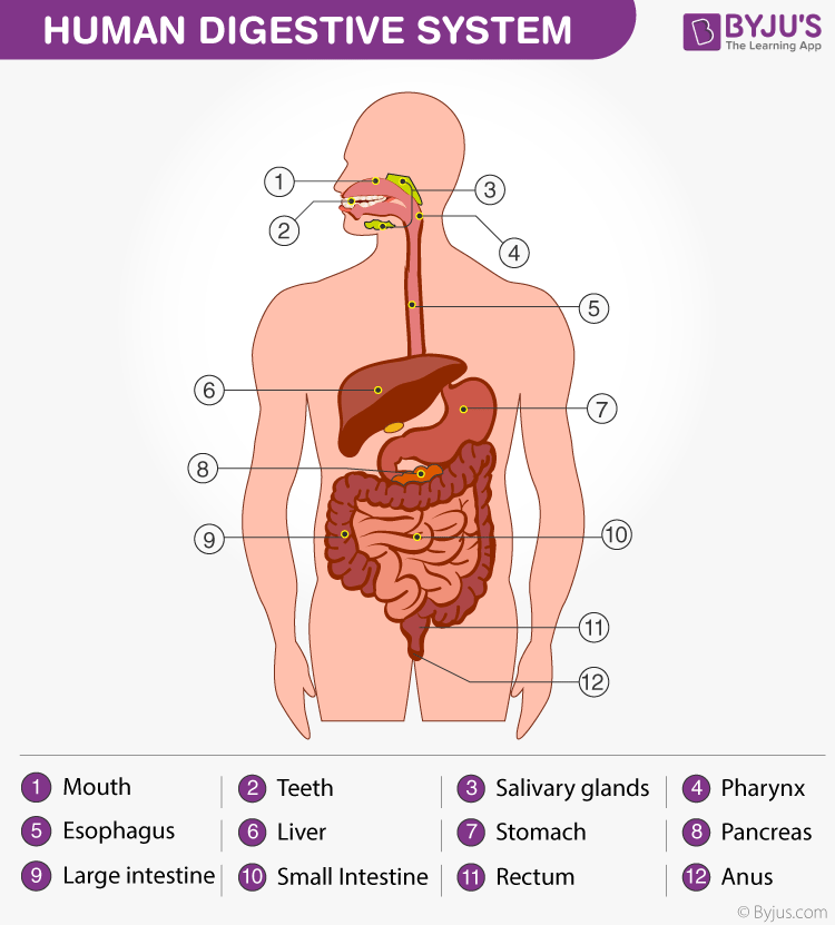 Alimentary Canal  