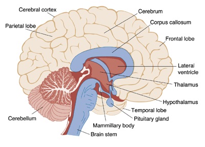 Download Scientific Diagram