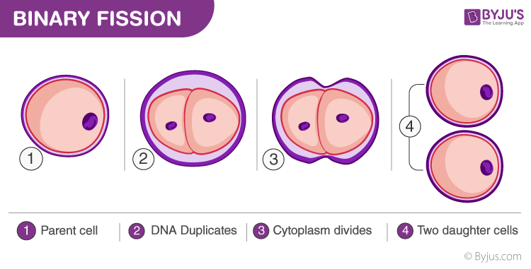 binary fission diagram