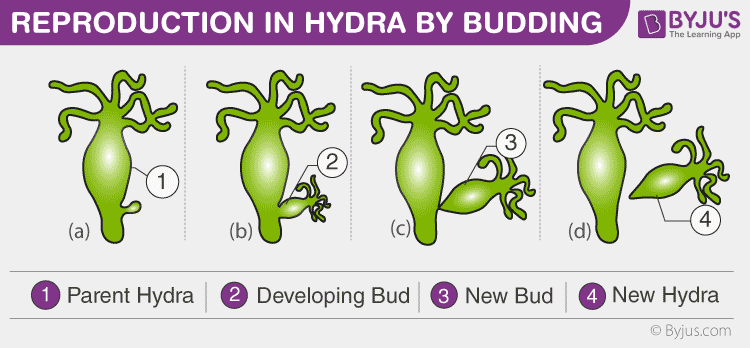 Budding in hydra