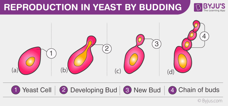 yeast budding experiment