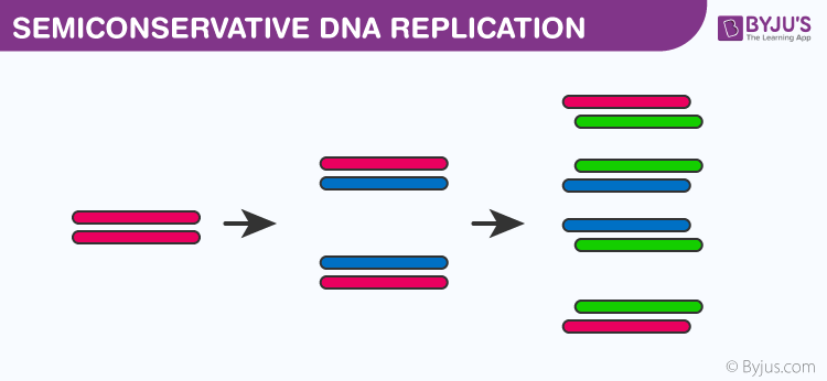 Central Dogma : DNA to RNA to Protein