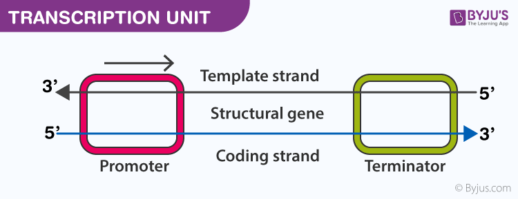 Transcription Unit