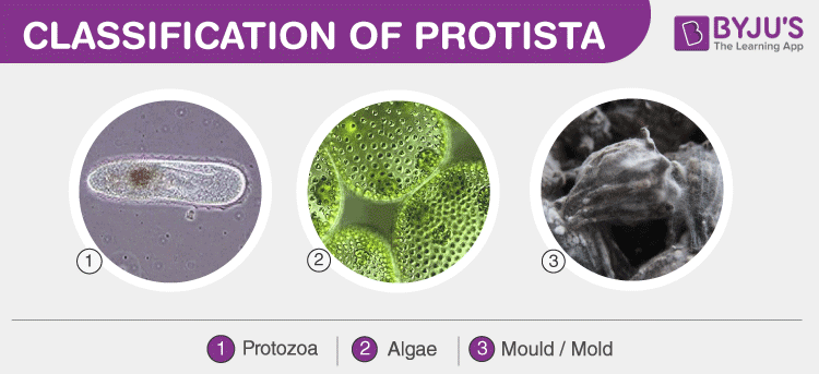 Kingdom Protista Chart Answers