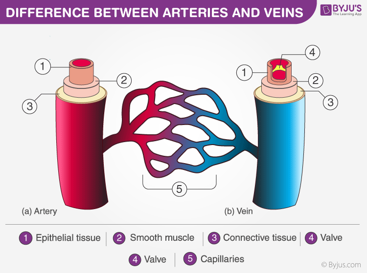 arteries veins and capillaries comparison