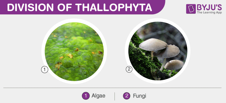 Division of Thallophyta