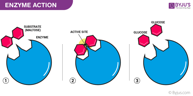 simple enzyme structure