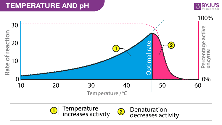 How do temperature ph affect enzyme activity