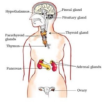 Endocrine glands in human beings- female