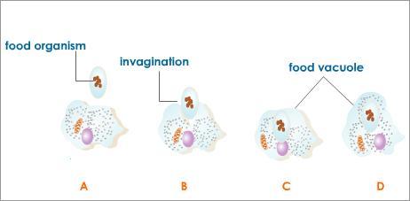 Heterotrophic Nutrition Heterotrophic Nutrition