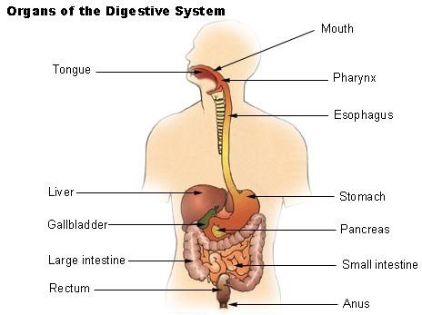 Human Digestive system