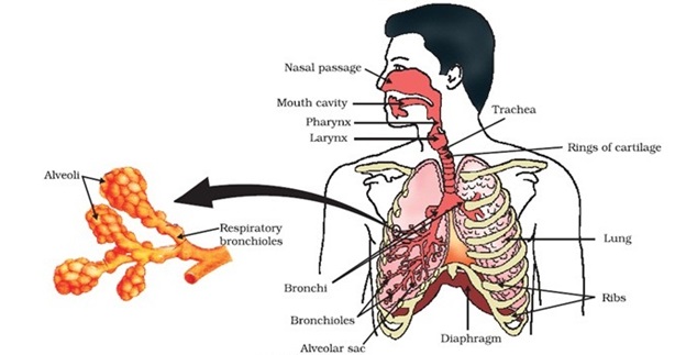 Human Respiratory system