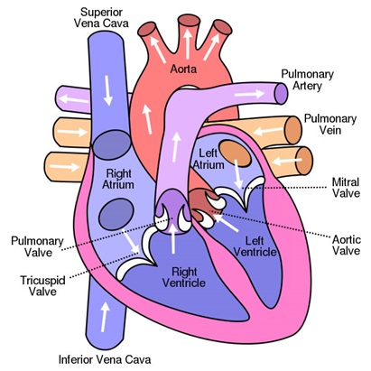 Internal Structure of heart