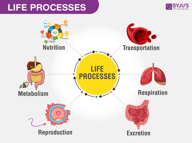 Life Processes Types Of Life Processes In Plants And Animals