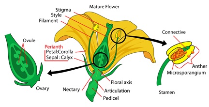 Longitudinal section (LS) of a flower