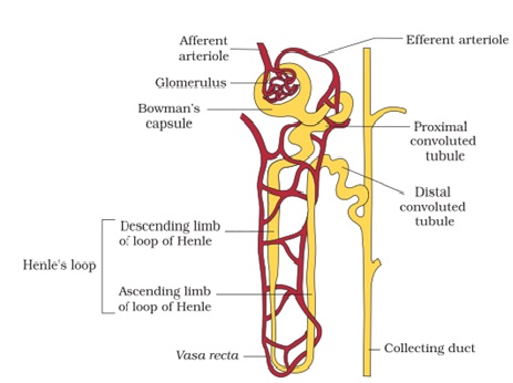 Nephron