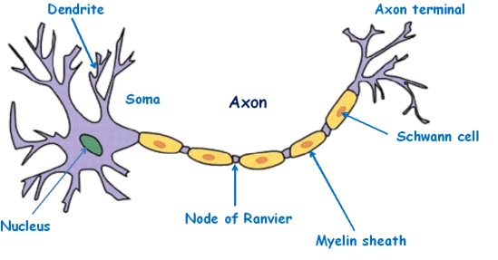 Neuron