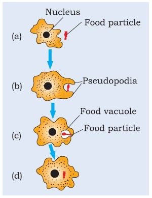 Nutrition in Amoeba