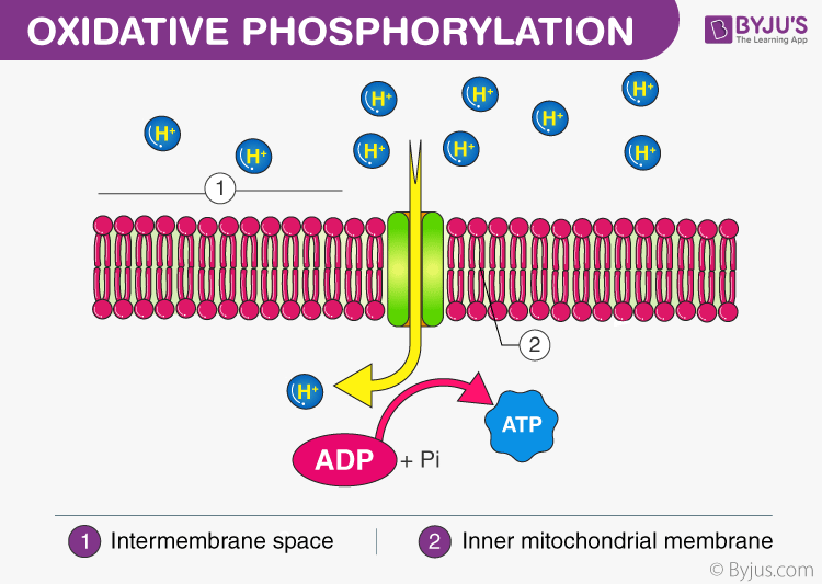 Phases of Respiration - Oxidative Phosphorylation