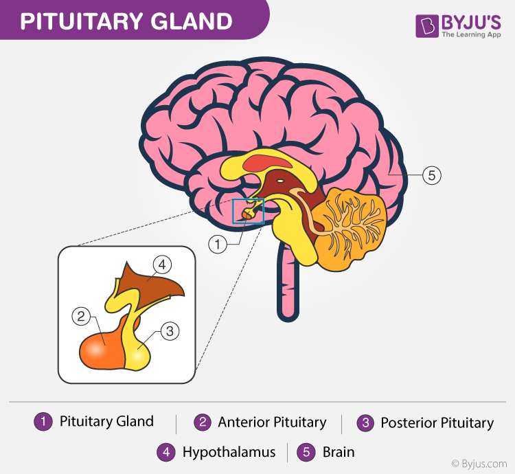 Hormones Hypothalamus And Pituitary Gland Diagram 8004