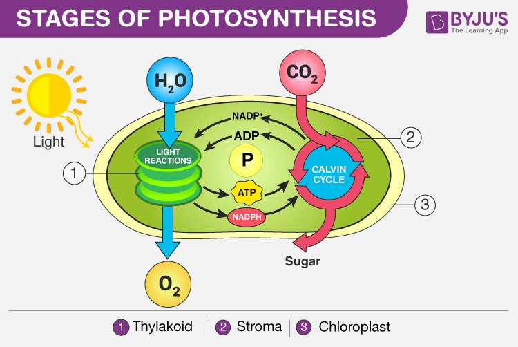 simple photosynthesis diagram