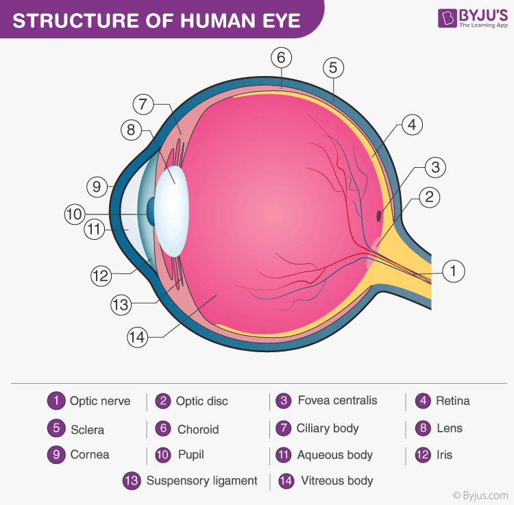 Structure and Functions of Human Eye with labelled Diagram