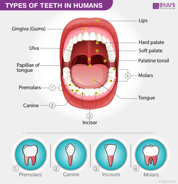 Types Of Teeth Types of Teeth In Humans, Diagram and Functions