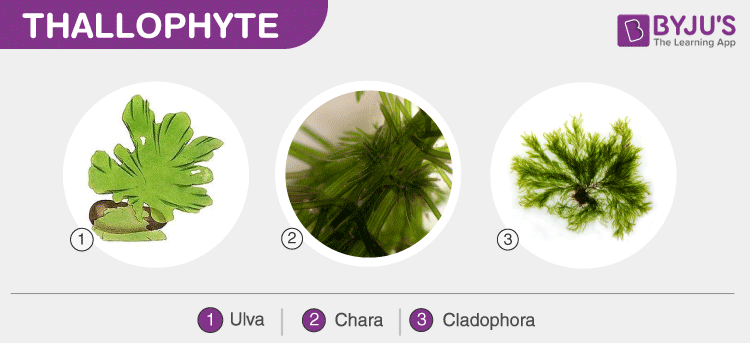 Thallophyte