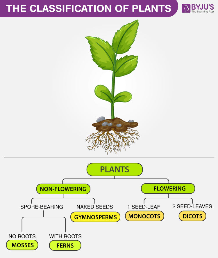 Classification Of Plants And Animals Chart