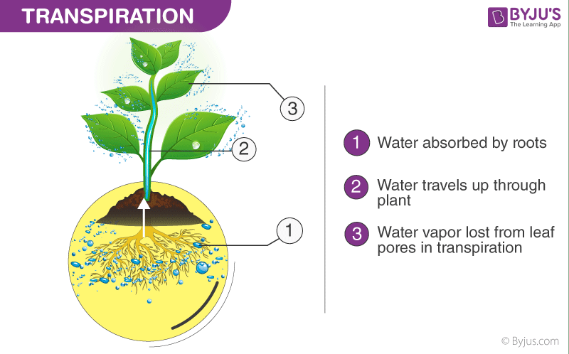 transpiration in plants through stomata