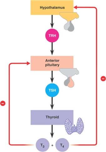 Mechanism of Hormones