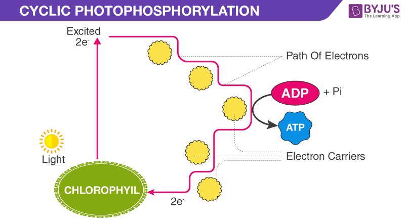 Cyclic Photophosphorylation