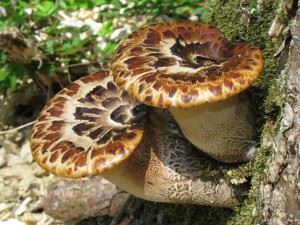 Kingdom fungi Kingdom fungi