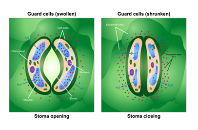 Exchange of Gases Exchange of Gases