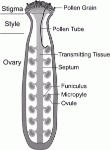 Pollen-Pistil 