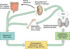 Anatomy of Kidney- Regulation of the Kidney Functioning