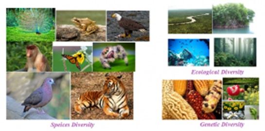 Types of Biodiversity Types of Biodiversity