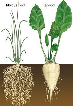 Types of Roots - Fibrous root and Taproot Types of Roots - Fibrous root and Taproot