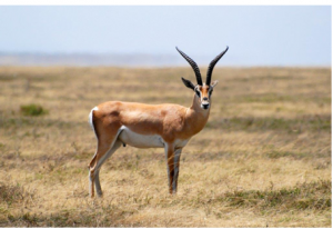 Adaptations Adaptations